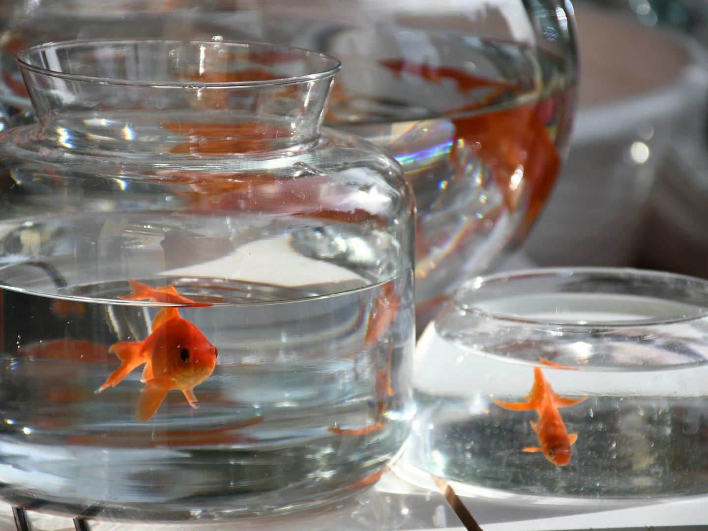 Goldfish in glass bowls of water on a table in bright sunlight.