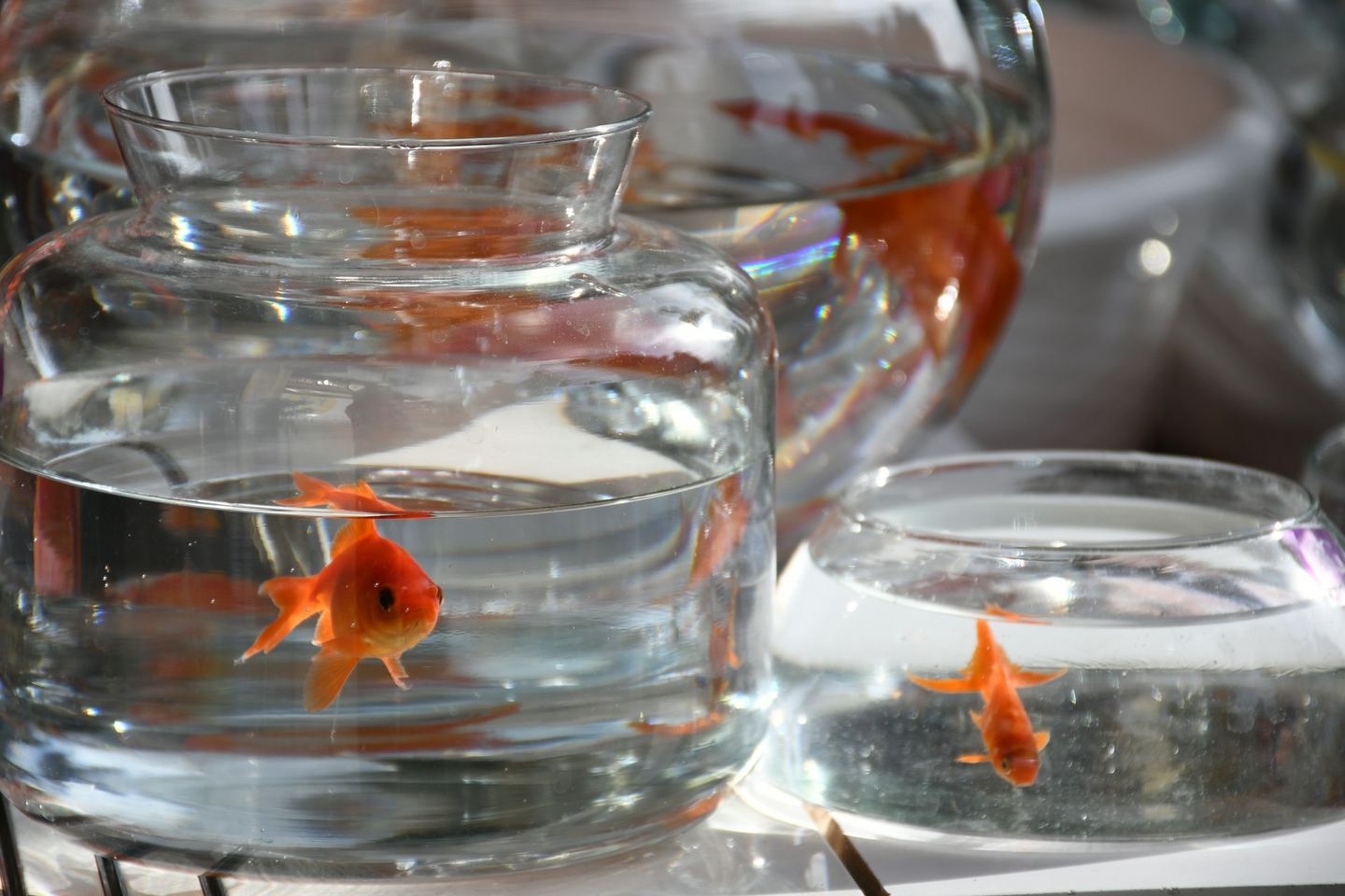 Goldfish in glass bowls of water on a table in bright sunlight.
