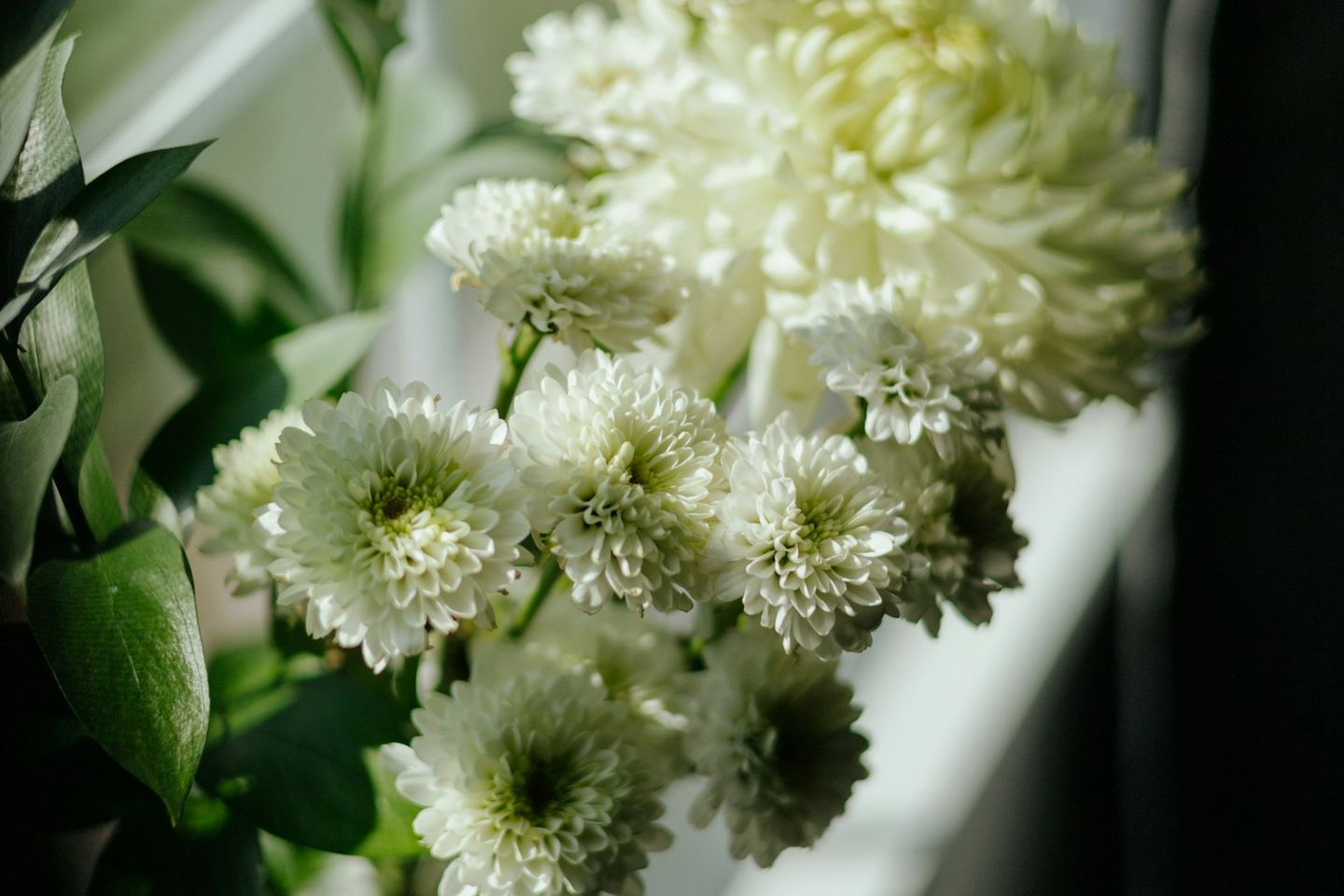 White chrysanthemums in a jar by a bright window, green leaves beside them.