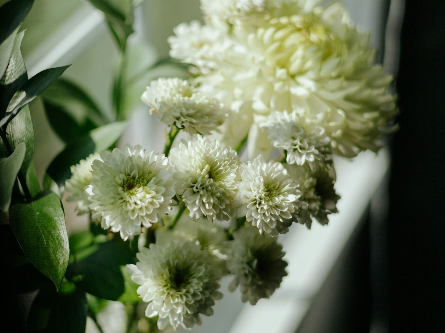 White chrysanthemums in a jar by a bright window, green leaves beside them.