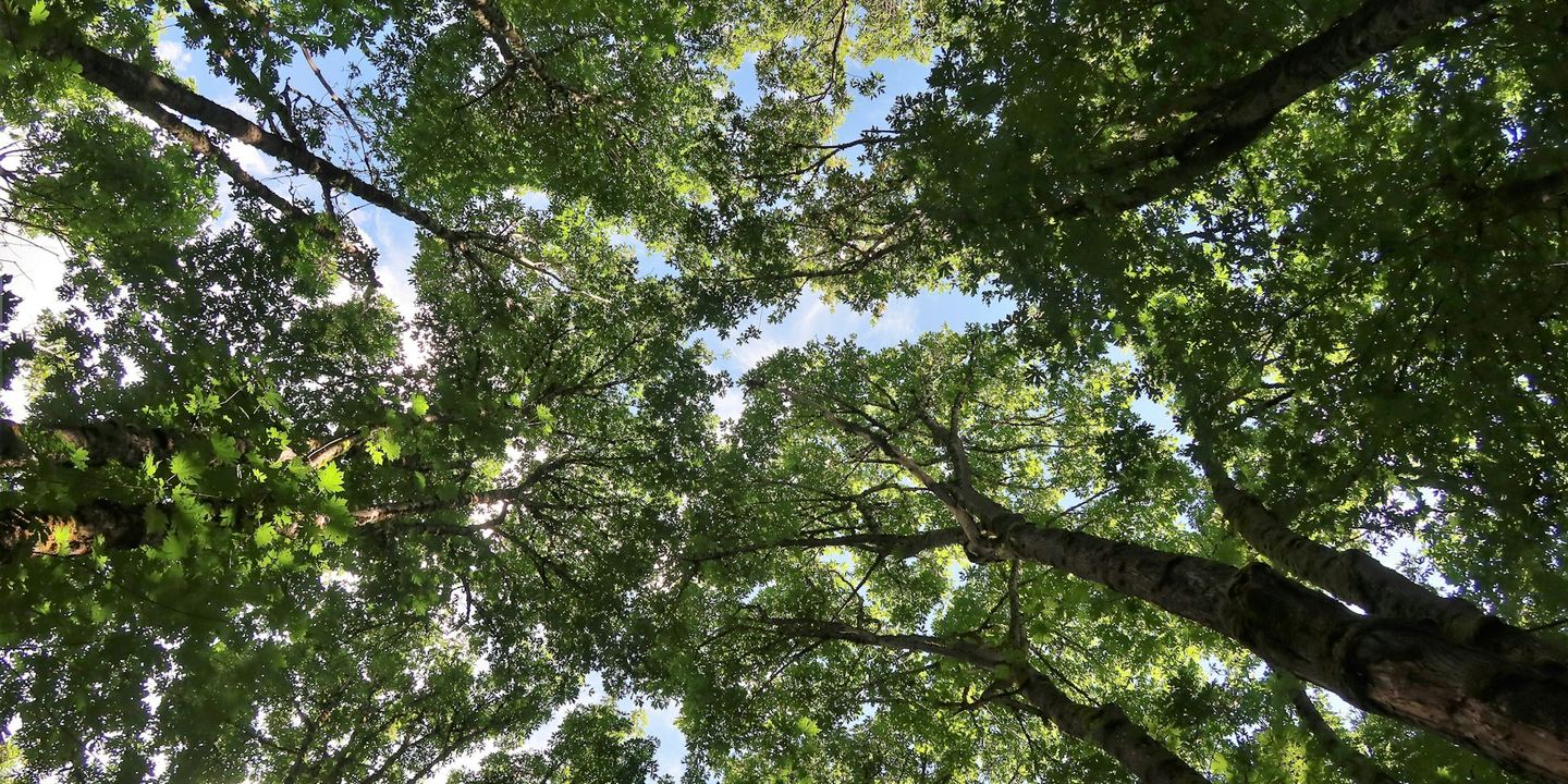 Looking straight up at trees and sky.
