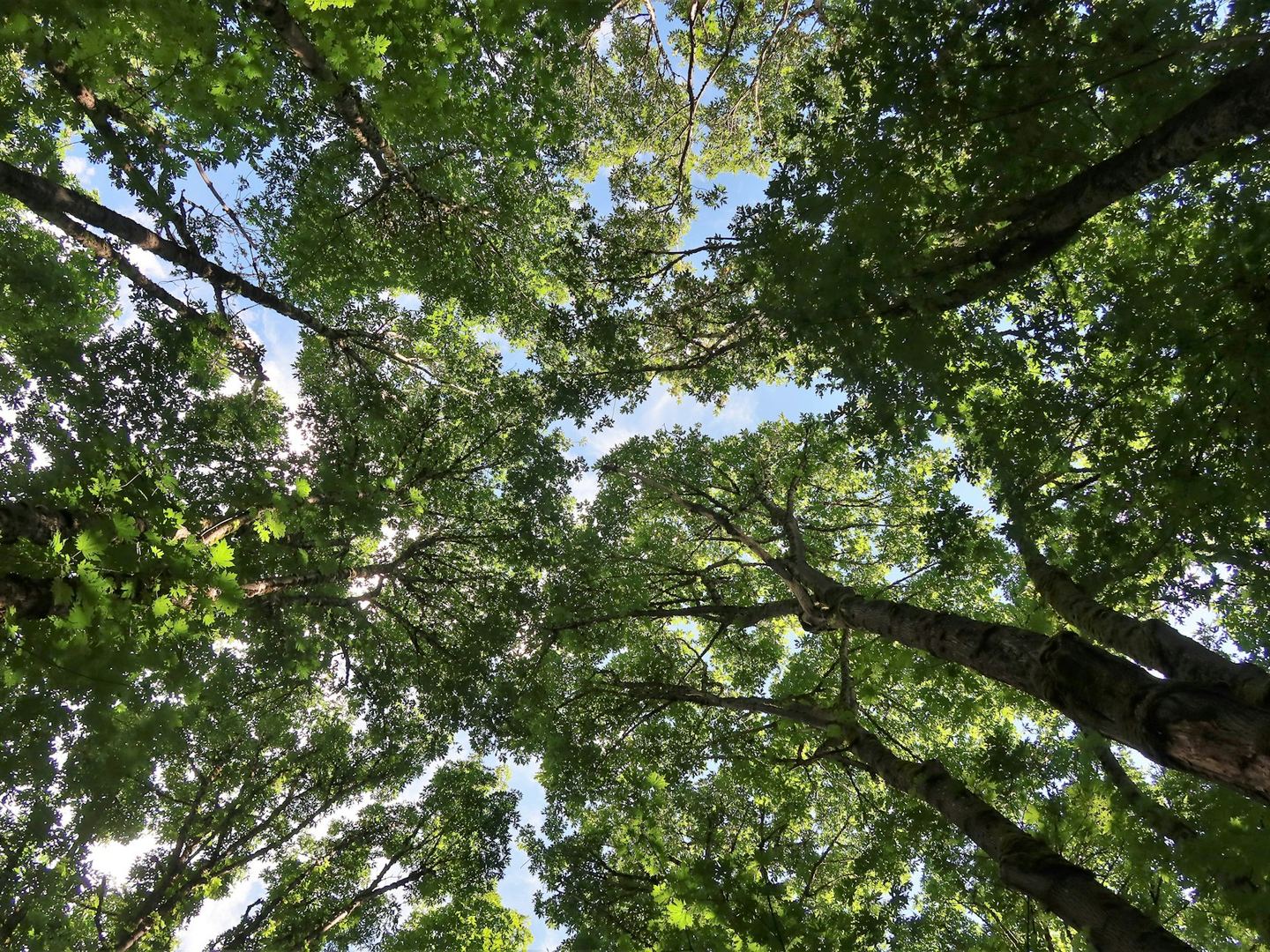 Looking straight up at trees and sky.