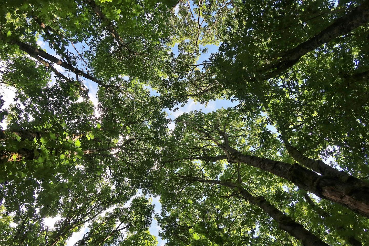 Looking straight up at trees and sky.