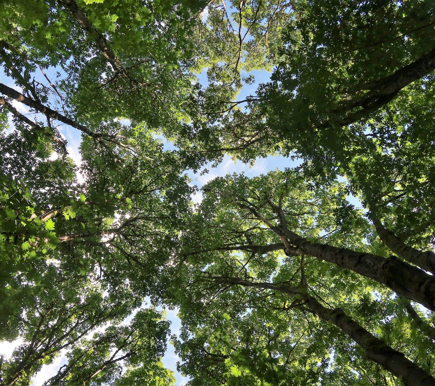 Looking straight up at trees and sky.