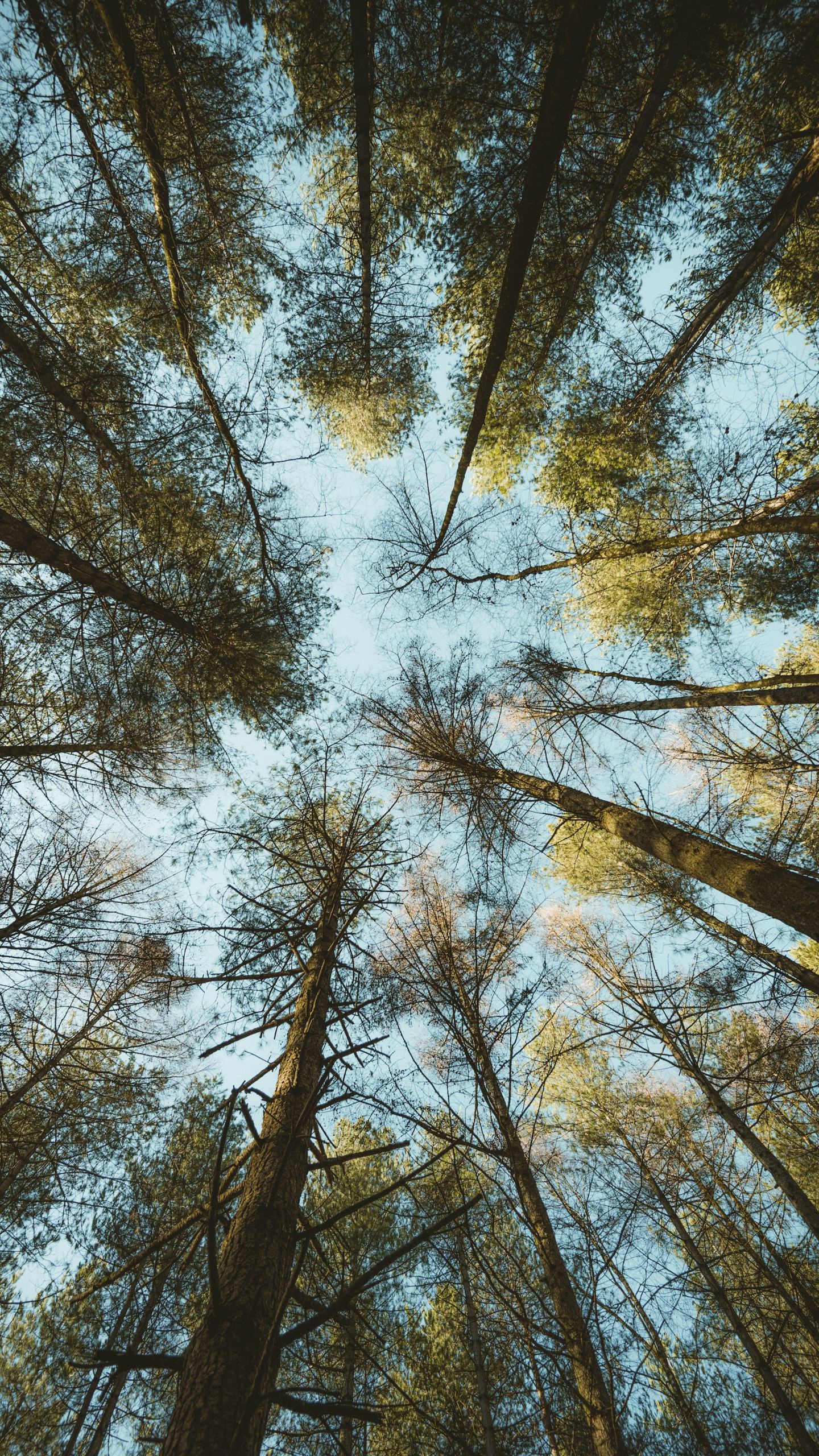 Trees photographed from a low angle.