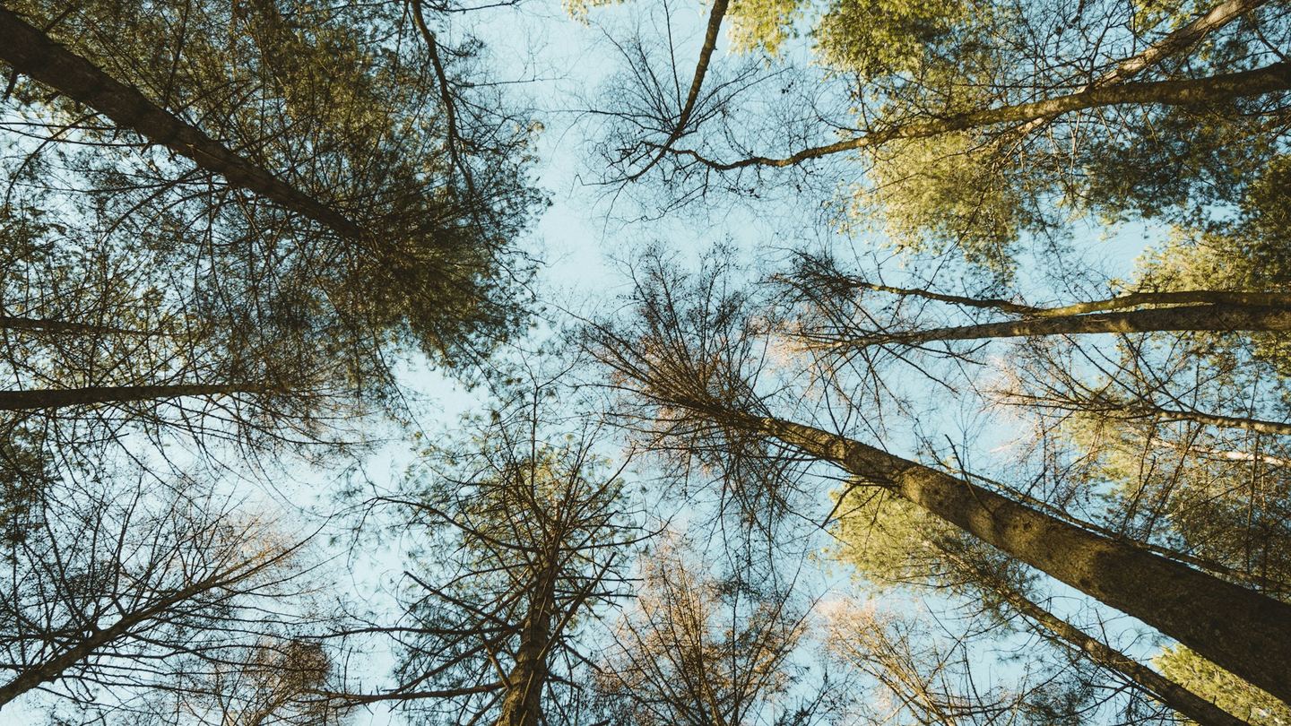 Trees photographed from a low angle.