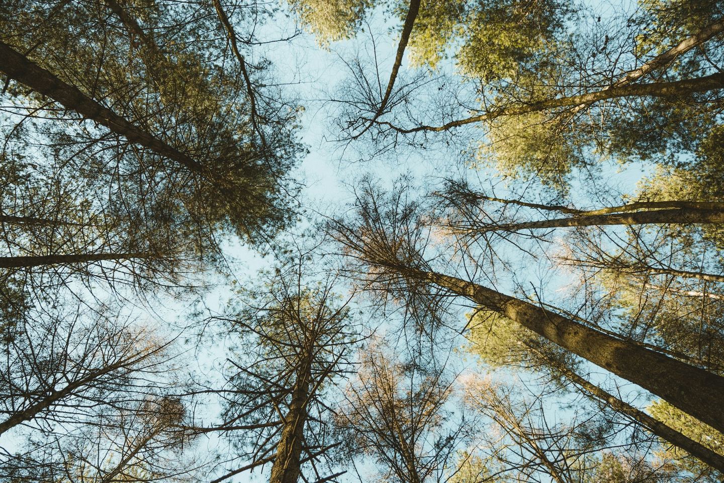 Trees photographed from a low angle.