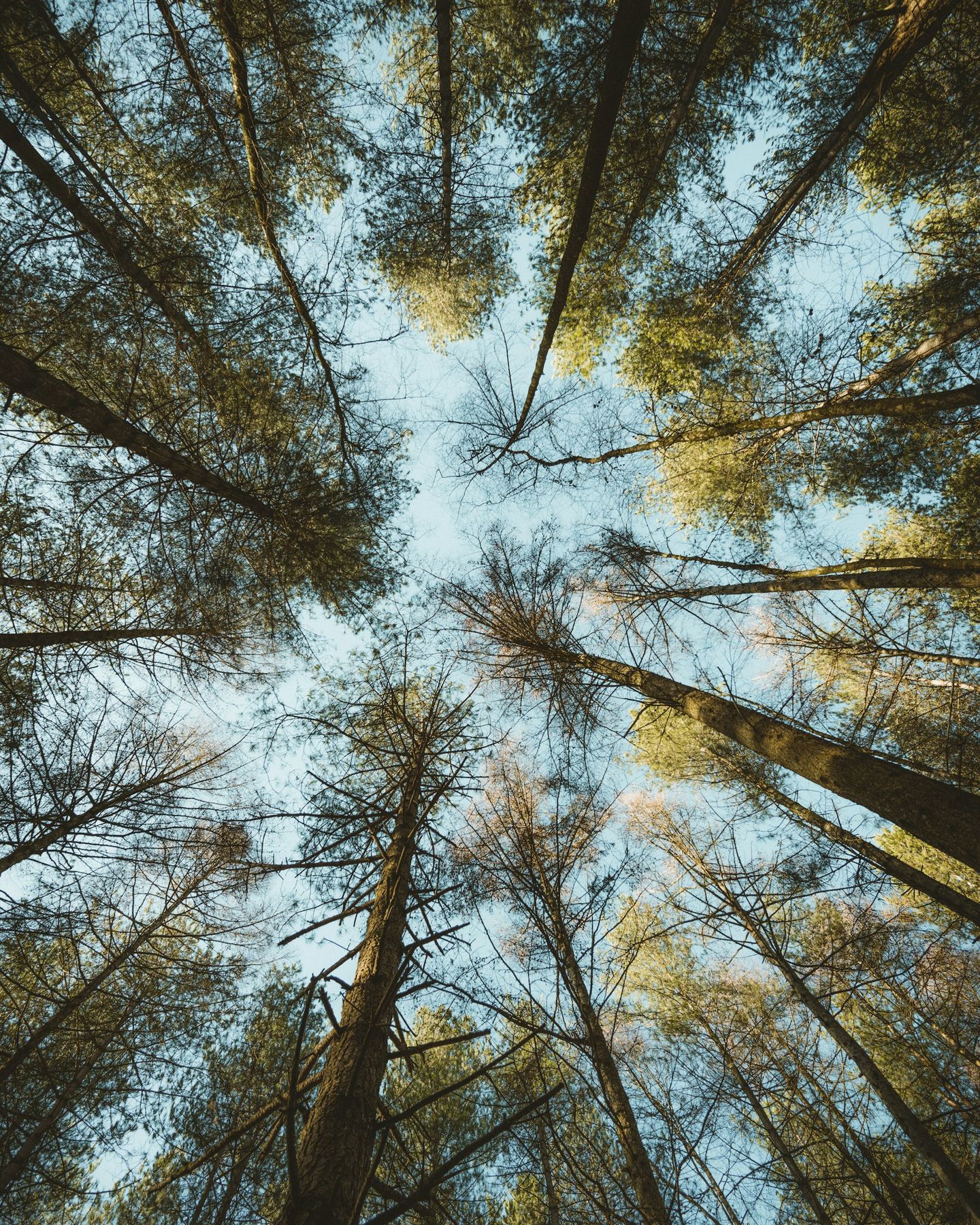 Trees photographed from a low angle.