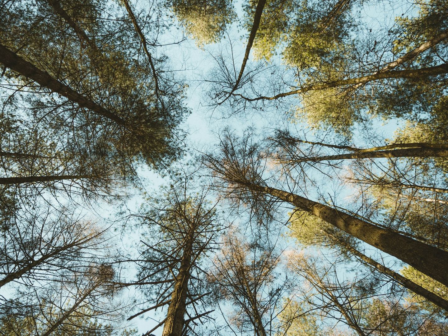 Trees photographed from a low angle.