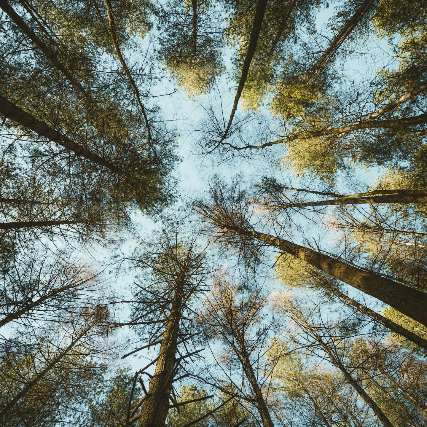 Trees photographed from a low angle.