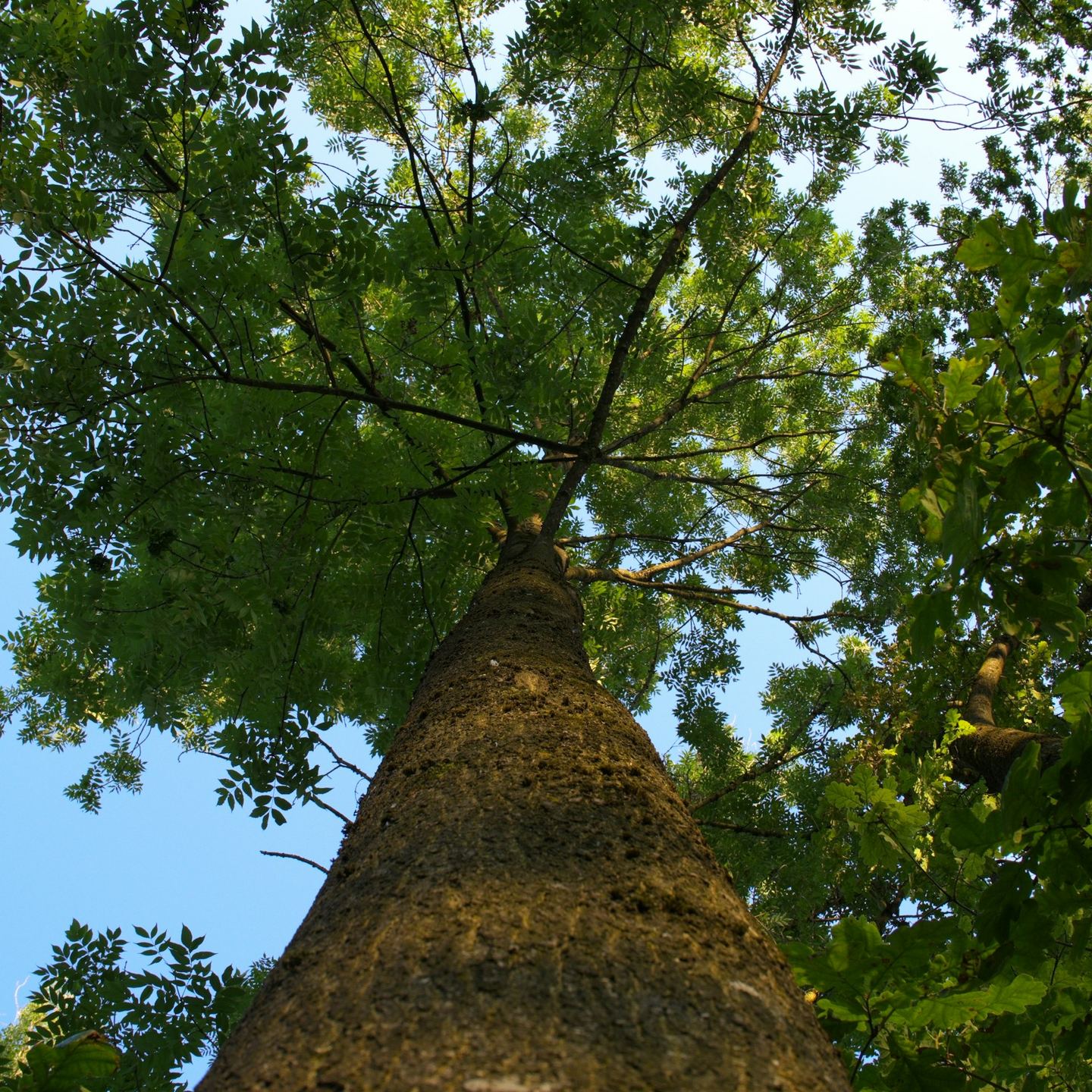 Looking up a tall tree trunk into green leaves.