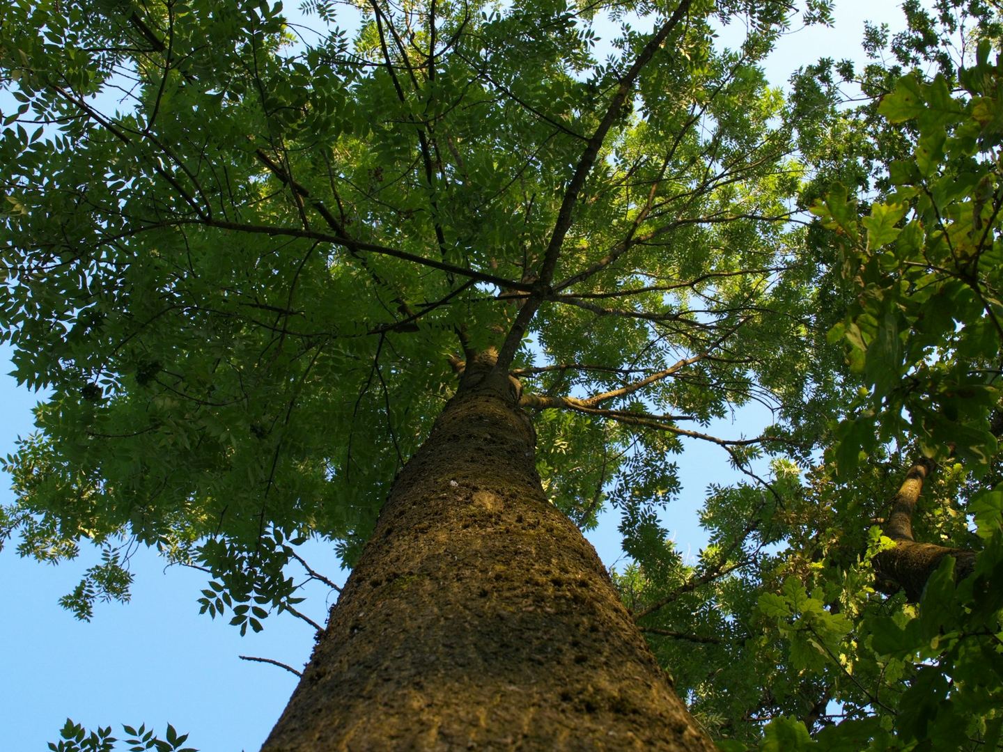 Looking up a tall tree trunk into green leaves.
