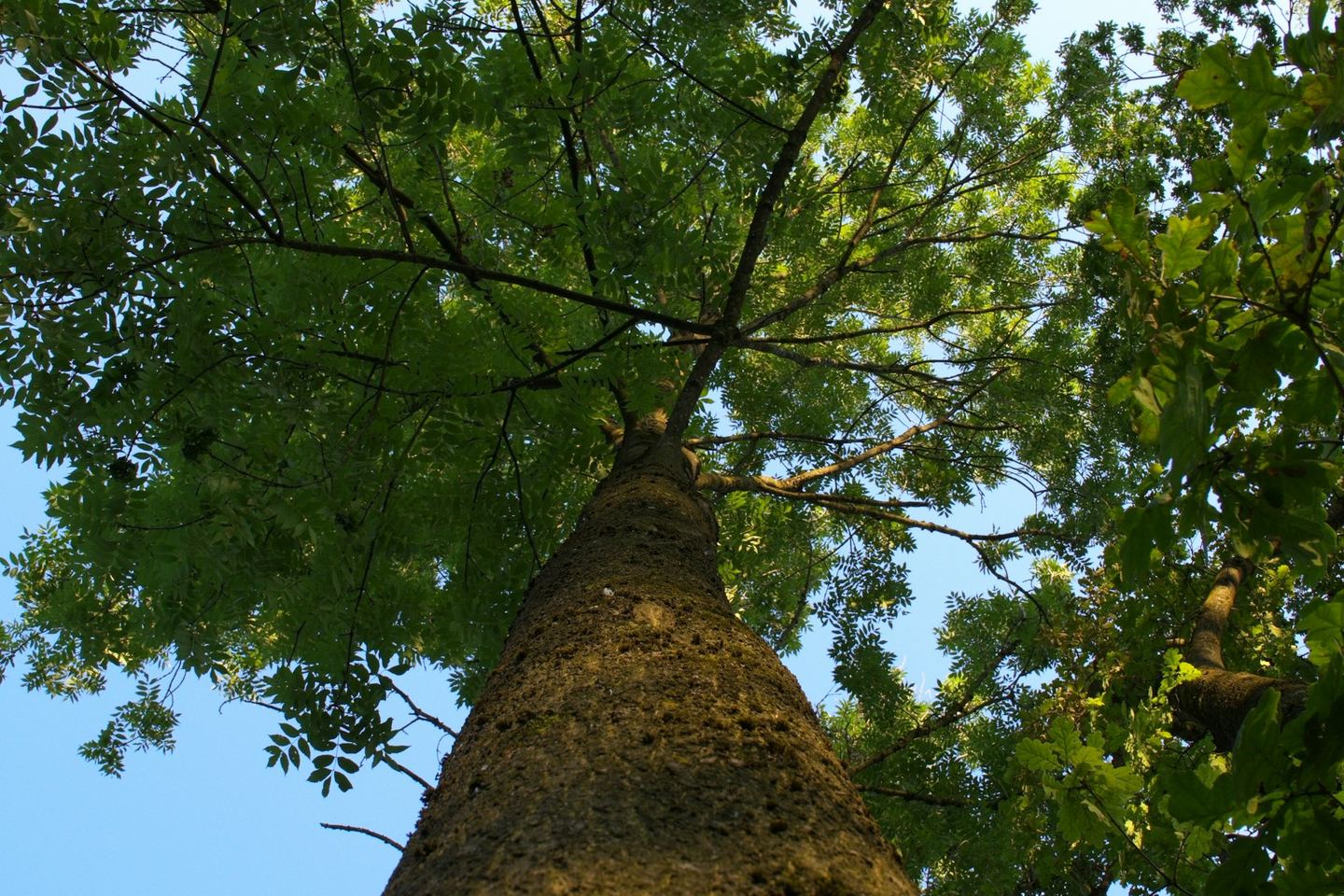 Looking up a tall tree trunk into green leaves.
