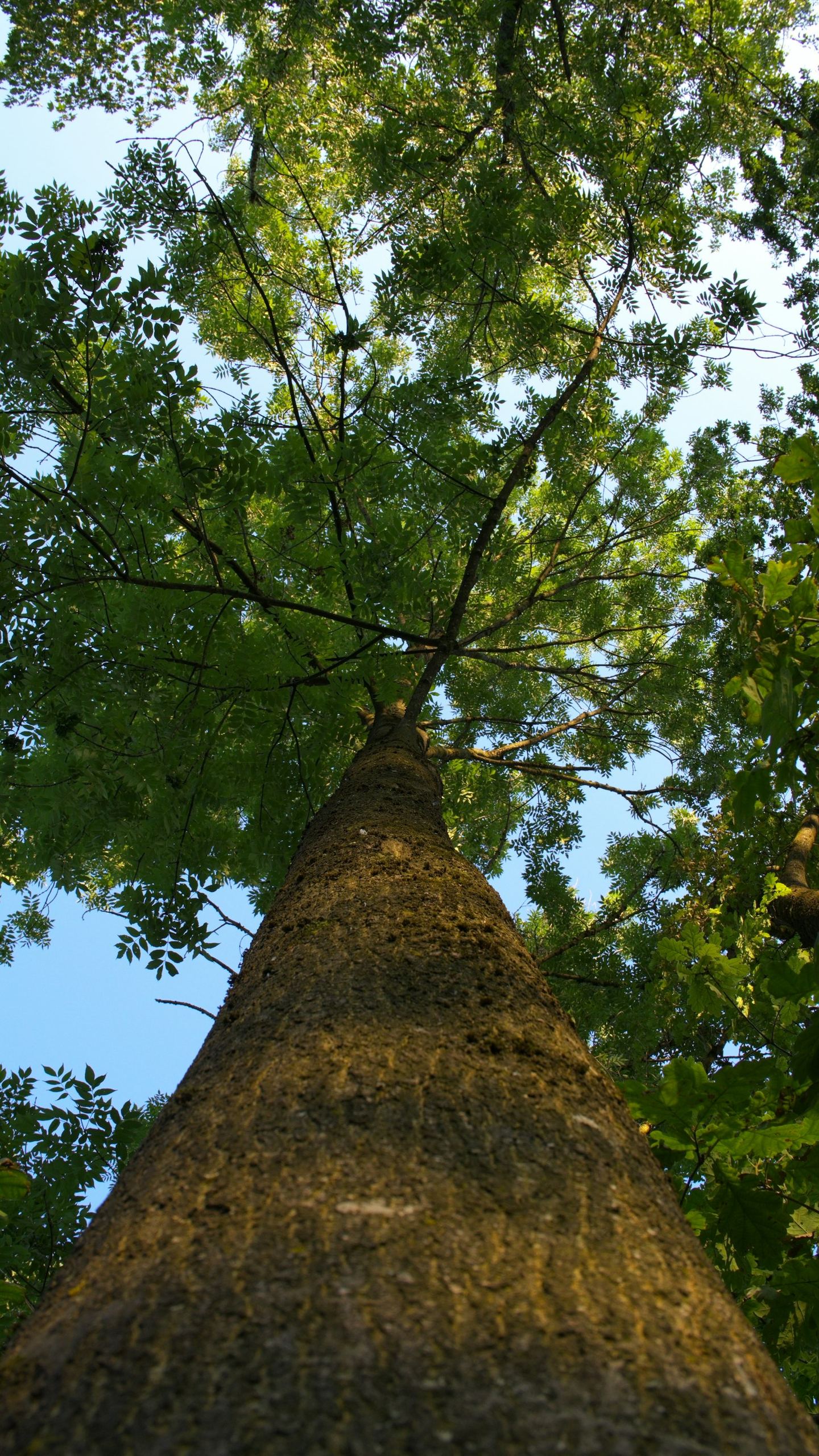 Looking up a tall tree trunk into green leaves.